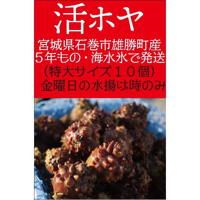 金曜日発送 ５年もの活ホヤ（１０個スラリー氷入り）＜10セット限定・送料込＞ 食品/飲料/酒の食品(魚介)の商品写真