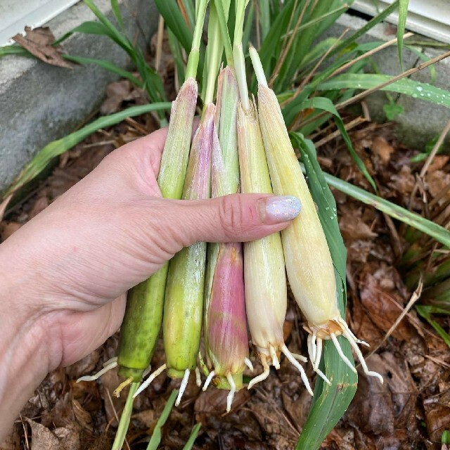 紫レモングラス苗５本大きめ最高の香り 食品/飲料/酒の食品(野菜)の商品写真