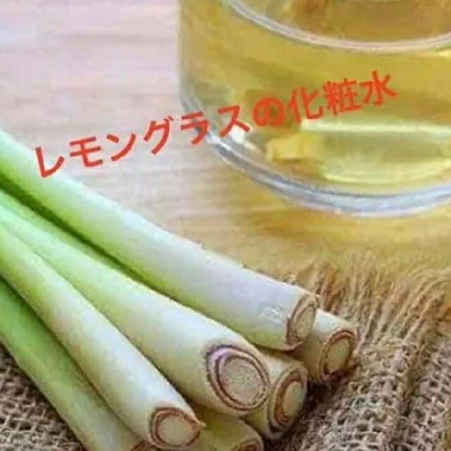 紫レモングラス苗５本大きめ最高の香り 食品/飲料/酒の食品(野菜)の商品写真