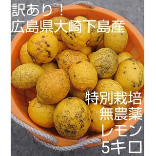 【常温便！訳あり】無農薬！広島県大崎下島産 特別栽培レモン5キロ(フルーツ)