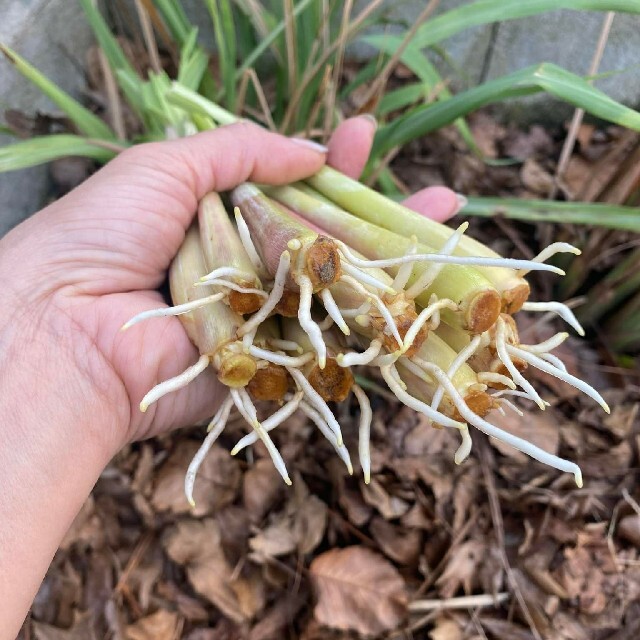 紫レモングラス苗3大きめ最高の香り 食品/飲料/酒の食品(野菜)の商品写真