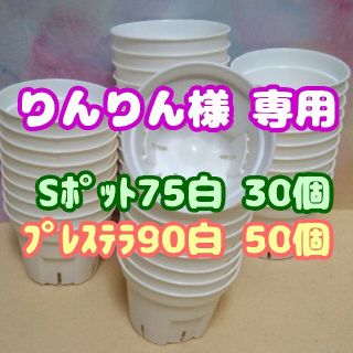 《Sポット75》白 30個他 スリット鉢 プラ鉢2.5号鉢相当多肉植物プレステラ(プランター)