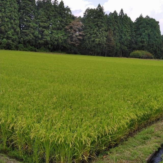 栃木県特一等米コシヒカリ無農薬にて作ってです。-