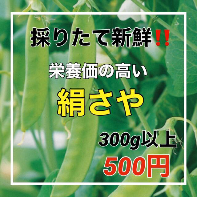 ☆採れたて新鮮☆キヌサヤをネコポスでお届け❣️ 食品/飲料/酒の食品(野菜)の商品写真