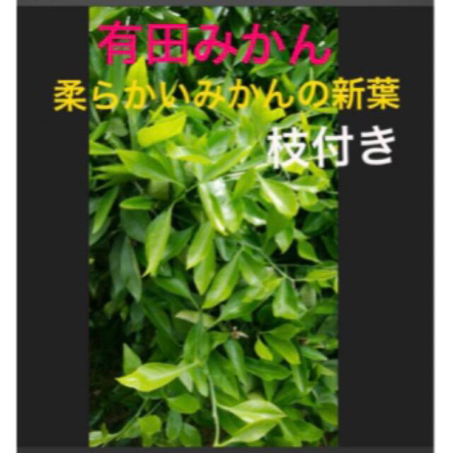 有田産⭐️無農薬　柔らかいみかんの葉　枝付き60枚以上 その他のペット用品(虫類)の商品写真