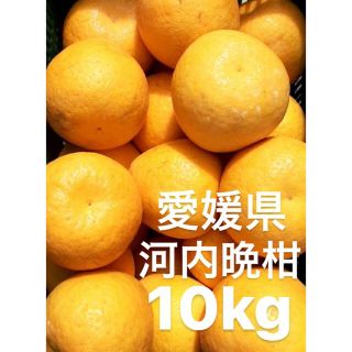 愛媛県産　河内晩柑　宇和ゴールド　柑橘　10kg(フルーツ)