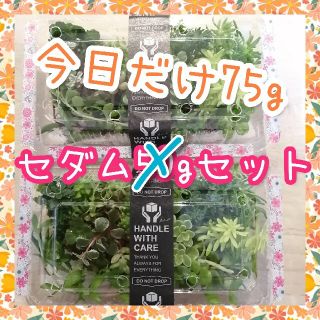 今日12時まで！セダム詰め合わせ50g→75gに増量(その他)