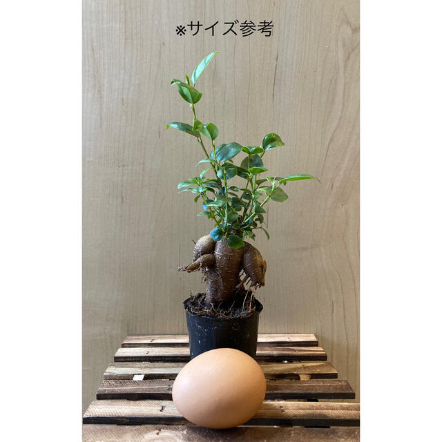 ガジュマル/がじゅまる　苗　1株（小） 観葉植物　インテリア ハンドメイドのフラワー/ガーデン(プランター)の商品写真