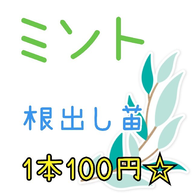 ミント☆根出し苗☆1本100円 ハンドメイドのフラワー/ガーデン(その他)の商品写真