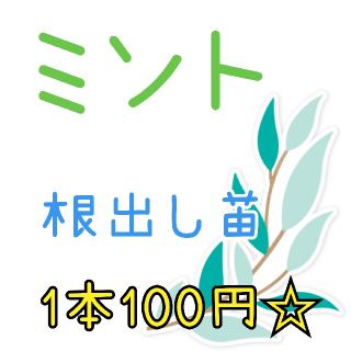 ミント☆根出し苗☆1本100円(その他)