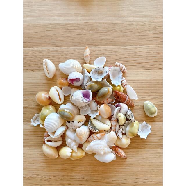 貝殻 ハンドメイドの素材/材料(その他)の商品写真