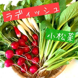 ラディッシュ 小松菜 野菜 詰め合わせ(野菜)