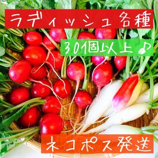 ラディッシュ ネコポス(野菜)