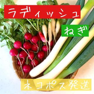 ラディッシュ ねぎ 野菜 詰め合わせ ネコポス(野菜)