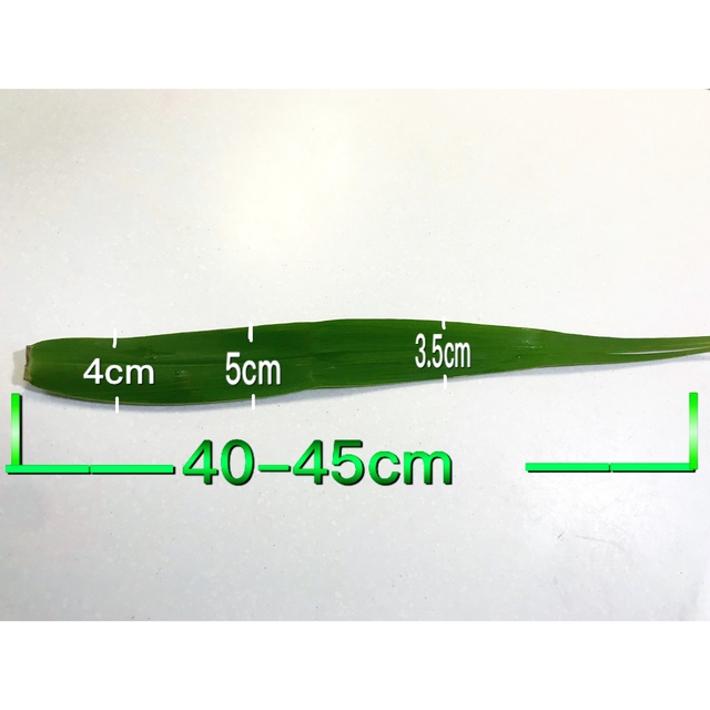 【無添加】粽の葉　ちまき　葦の葉　ちまき用 100枚 粽叶　粽子叶 食品/飲料/酒の健康食品(その他)の商品写真