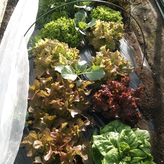 秋の準備その2 基本のブロッコリーと彩り鮮やかな野菜の種子 ハンドメイドのフラワー/ガーデン(その他)の商品写真