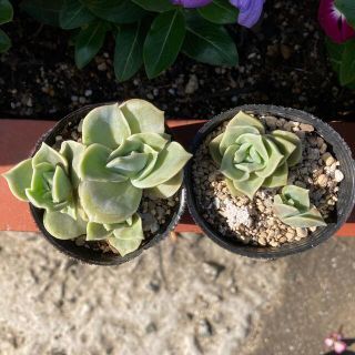 ❤︎多肉植物　実生苗　ラブリーローズ　抜き苗❤︎