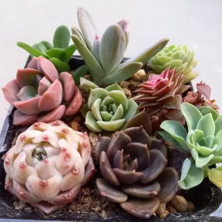 多肉植物　寄せ植えセット+ミックスセダム(その他)