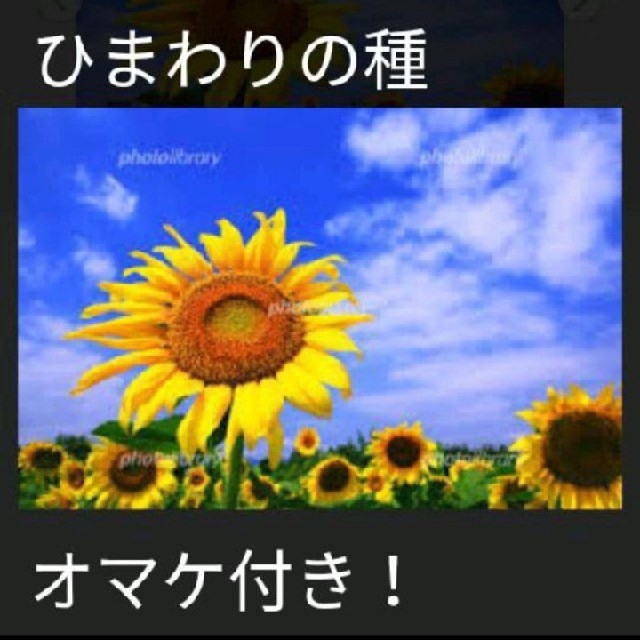 おまけ付き！ひまわりの種とおまけでマリーゴールド、しそ、キンセンカの種付けます！ ハンドメイドのフラワー/ガーデン(その他)の商品写真