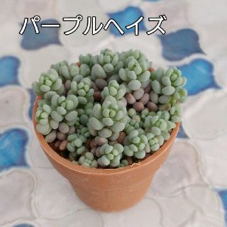 セダム パープルヘイズ 多肉植物 このまま発送(その他)