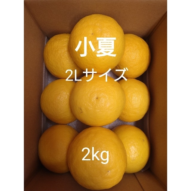 温室小夏 2Lサイズ 9玉 高知県産 食品/飲料/酒の食品(フルーツ)の商品写真