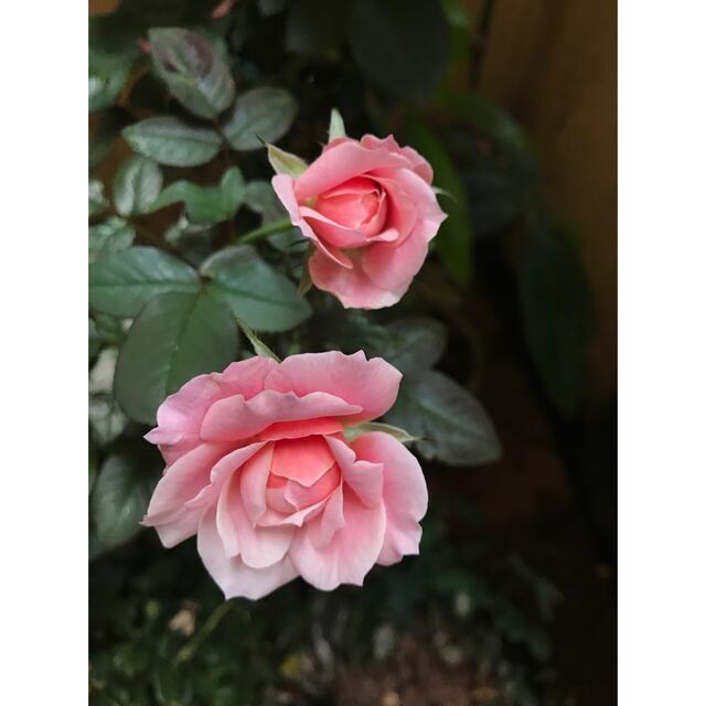 バラ苗 薔薇苗 み。。。 | www.innoveering.net
