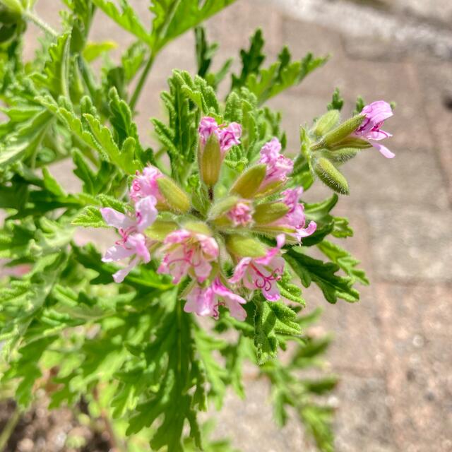 根があり育てやすい♡花付き♡香りが良い ♪ローズゼラニウム♪抜き苗 ハンドメイドのフラワー/ガーデン(その他)の商品写真