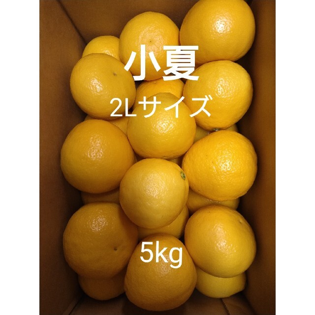 温室小夏 2Lサイズ 5kg 高知県産 食品/飲料/酒の食品(フルーツ)の商品写真