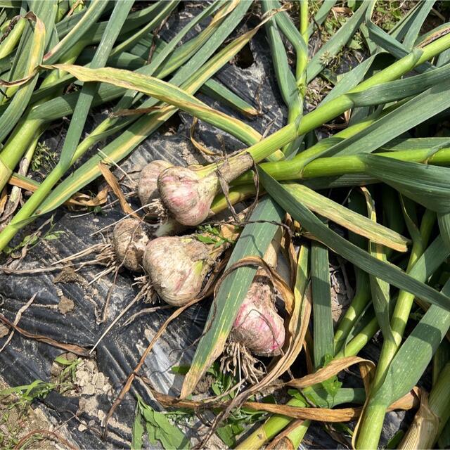 生ニンニク 無農薬 徳島県産 食品/飲料/酒の食品(野菜)の商品写真