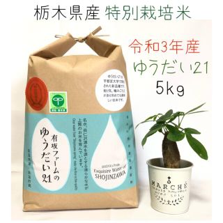 栃木県産ゆうだい21【特別栽培米】白米5キロ(米/穀物)