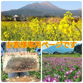 おいちゃん様専用　国産はちみつ  300g × 4本  純粋  蜂蜜(その他)