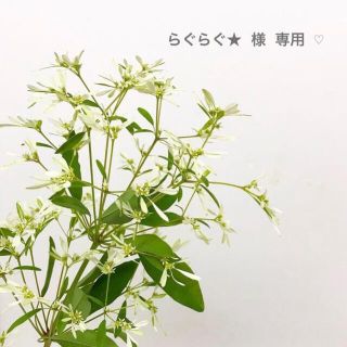 セザンヌケショウヒン(CEZANNE（セザンヌ化粧品）)のらぐらぐ★ 様 専用 ‪‪☺︎‬(化粧下地)