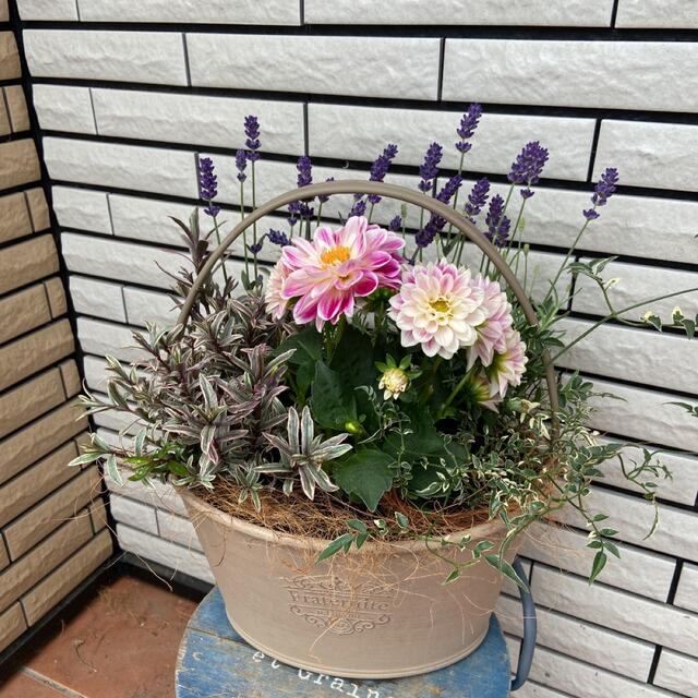 プレゼントラベンダーとダリアのナチュラルな寄せ植え♪