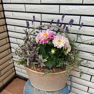 ラベンダーとダリアのナチュラルな寄せ植え♪(プランター)