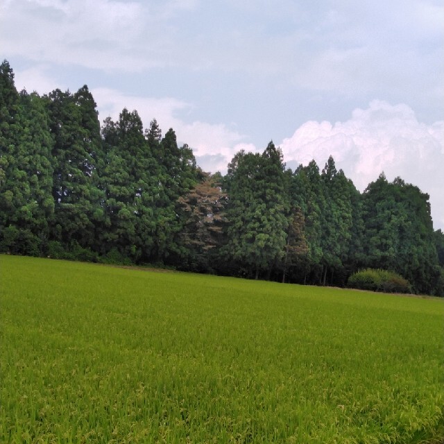 新米令和栃木県特一等米コシヒカリ白米30キロ無農薬にて作ったお米です