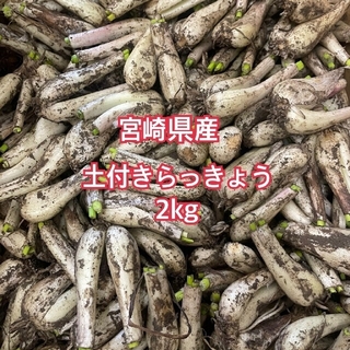 らっきょう　土付き　宮崎県産　2k(野菜)
