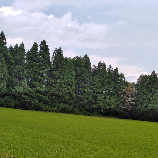 令和栃木県特一等米コシヒカリ玄米30キロ無農薬にて作ったお米です幼児年齢幅広いく食べて頂けます