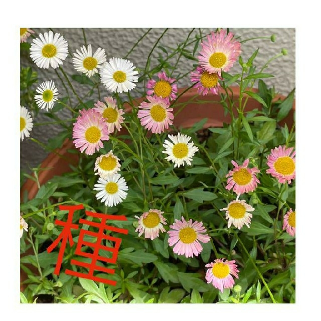 エリゲロン･源平小菊の種 ハンドメイドのフラワー/ガーデン(その他)の商品写真