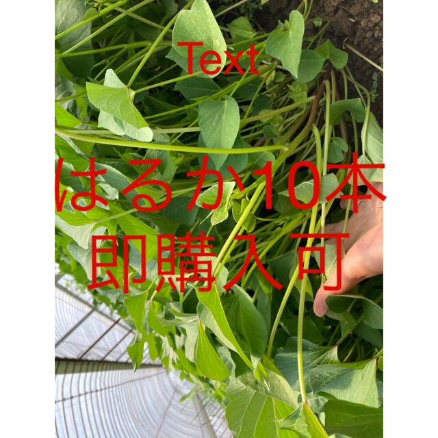 はるか10本 食品/飲料/酒の食品(野菜)の商品写真