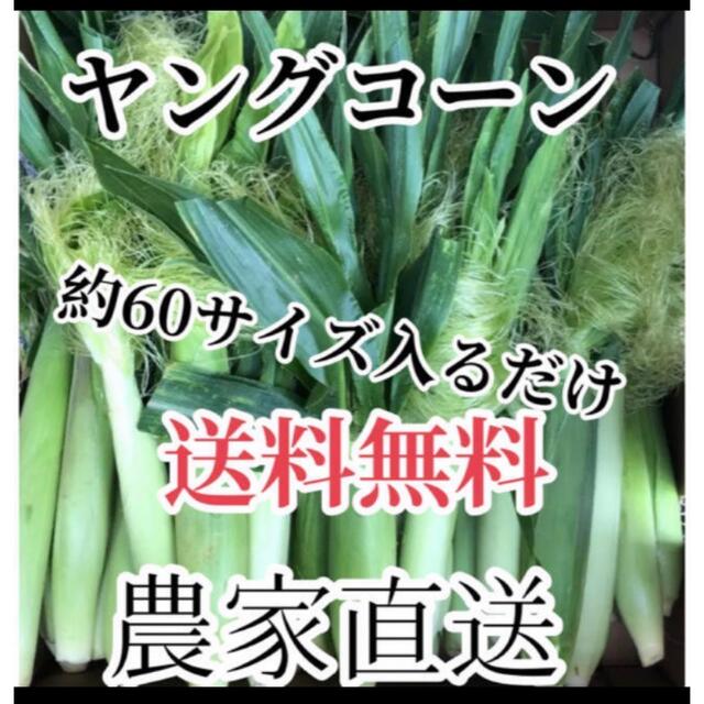 農家直送ヤングコーン６０サイズ入るだけ。説明必読❗️ 食品/飲料/酒の食品(野菜)の商品写真