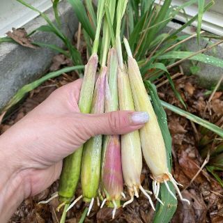 紫レモングラス苗５本大きめ最高の香り(野菜)