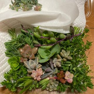 多肉植物とセダムのカット苗(その他)