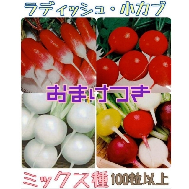 まき時 カラフルラディッシュ 小かぶ 家庭菜園 プランター 野菜種 食品/飲料/酒の食品(野菜)の商品写真