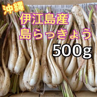 沖縄　伊江島産　島らっきょう　500g(野菜)