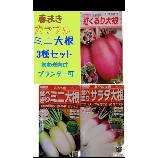 まき時 カラフルラディッシュ 小かぶ ミニ大根セット 食品/飲料/酒の食品(野菜)の商品写真