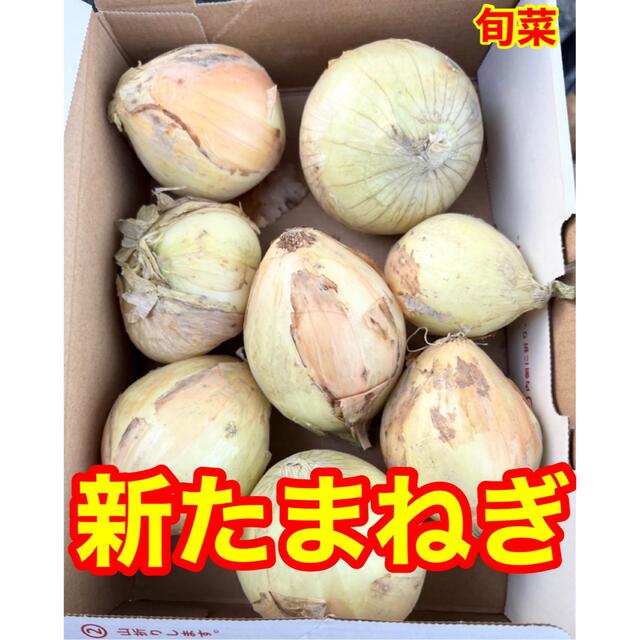 玉ねぎ　新玉　淡路県産  規格外   1kg以上 食品/飲料/酒の食品(野菜)の商品写真
