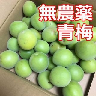 奈良県産 青梅 1kg～2kg 梅ジュース・梅シロップ・梅干し☆無農薬栽培♪(フルーツ)