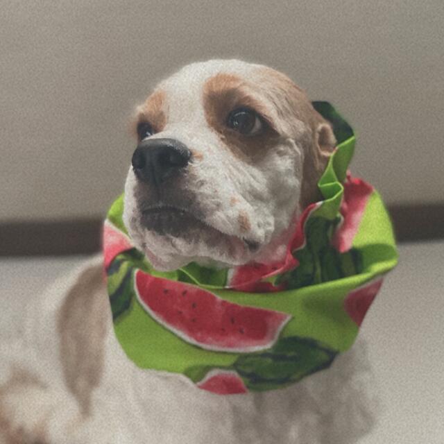 スイカ柄グリーン❤︎リバイバル　犬用スヌード　中型犬用スヌード ハンドメイドのペット(ペット服/アクセサリー)の商品写真