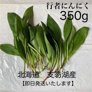 新鮮！行者にんにく　アイヌネギ　ヒトピロ　350g(野菜)