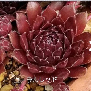 多肉植物 センペルビウム【コーラルレッド】抜き苗 2個(その他)